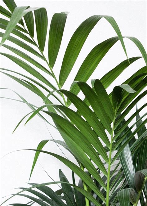 Big leafy spiral green plant by squirrelgirl111 on deviantart. Hope & May #inspiration Instagram @hopeandmay | Plants ...