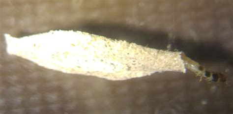 Case Bearing Moth Larva Whats That Bug