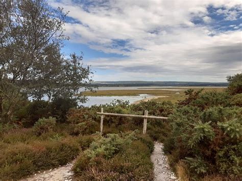 Rspb Arne 2020 All You Need To Know Before You Go With Photos