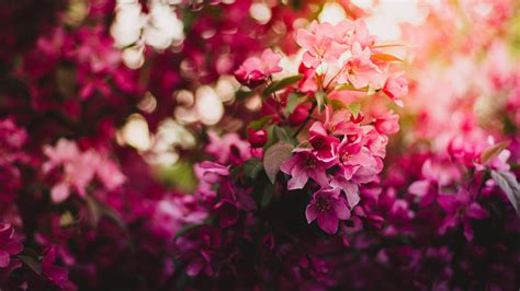 1366x768 Pink Flowers On Tree 5k 1366x768 Resolution Hd 4k Wallpapers