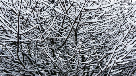 รูปภาพ ต้นไม้ สาขา ฤดูหนาว ดำและขาว ใบไม้ น้ำค้างแข็ง น้ำแข็ง