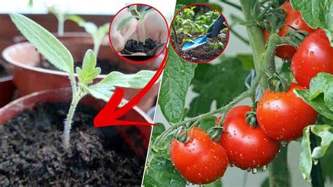 Voici Les Secrets De Jardinier Pour Faire Pousser Rapidement Vos