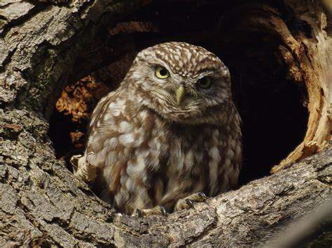 Explore nick manassei's photos on flickr. Kensington Gardens and Hyde Park birds