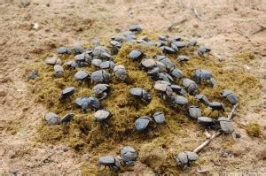 Interesting Facts About Dung Beetles Just Fun Facts