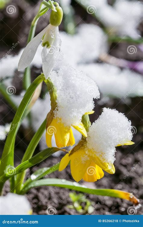 Yellow Daffodil Flower Covered Snow Stock Photo Image Of Flowering