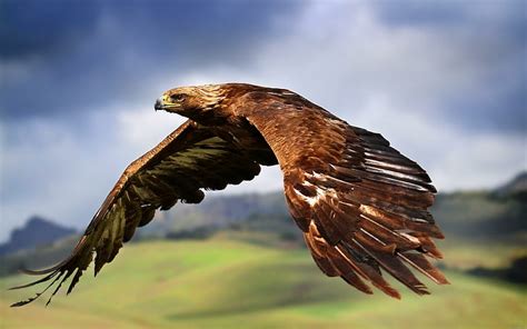 Hd Wallpaper Majestic Eagle Flying Brown And White Eagle Animal