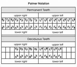Dental Charts To Understand Tooth Numbering System Dental Charting