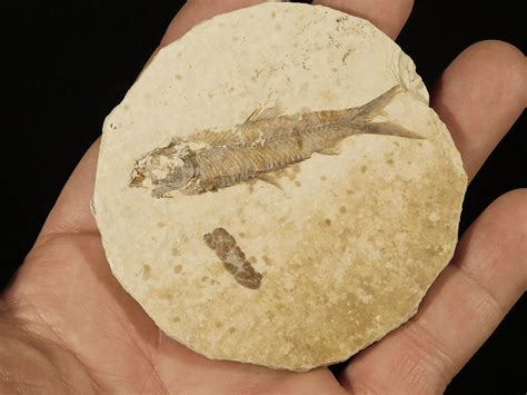 A 50 Million Year Old Fish Fossil From Wyoming 648gr Etsy