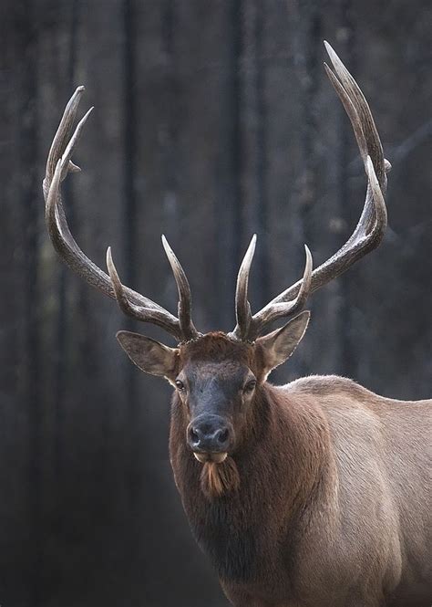 Elk Portrait By Aymankallousa Via 500px Bull Elk Elk Photography
