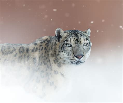 Look Portrait Snow Leopard 1080p Wild Cat Background Irbis Hd