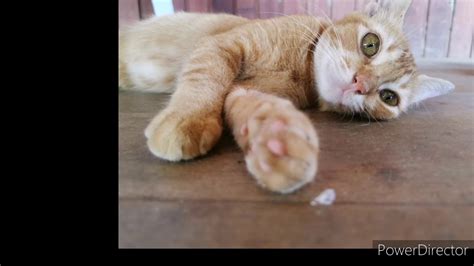 Kucing ini terkenal kerana memiliki raut wajah seperti manusia. KUCING PALING COMEL DI DUNIA - YouTube