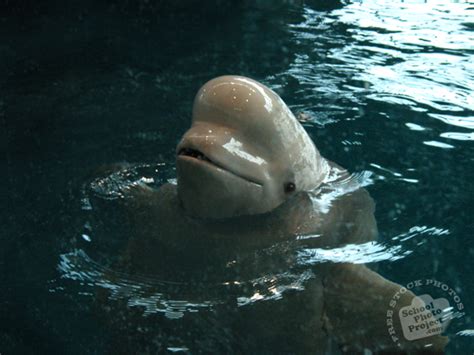 Beluga Free Stock Photo Image Picture Beluga Whale Royalty Free