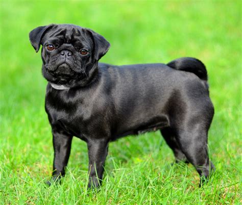 Pugs have retained their fondness given by their. Why are Black Pugs so Popular? | Pets4Homes