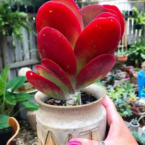 Pin By Екатерина On Plants In 2020 Red Succulents Plants Succulents