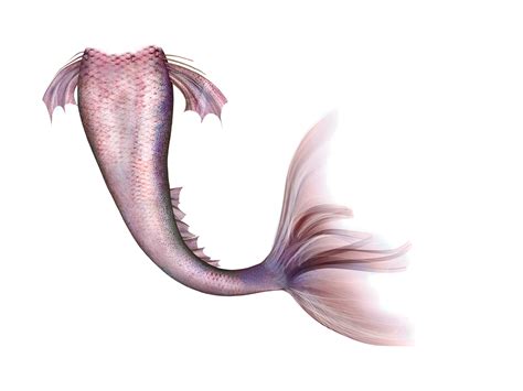 Mermaid Legendary Creature Fairy Tail Mermaid Tail Png Download