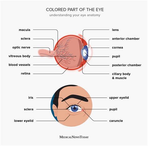What Is The Colored Part Of The Eye Called