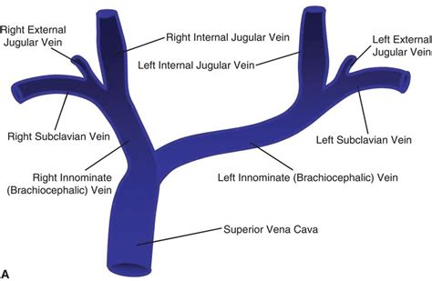 Including trainers, locations, artifacts and achievements. Image result for brachiocephalic vein and subclavian vein ...