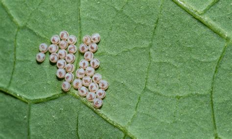 What Do Caterpillar Eggs Look Like Pests Banned