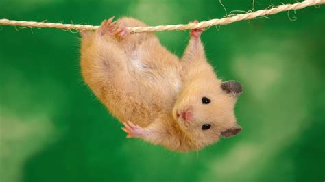 Small Hamsters Funny Animal Wallpaper 1920x1080 Download