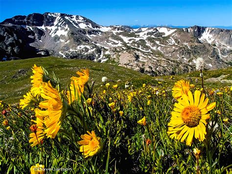 Alpine Sunflower Rocky Mountain Tundra Wildflower Carlson Stock Art