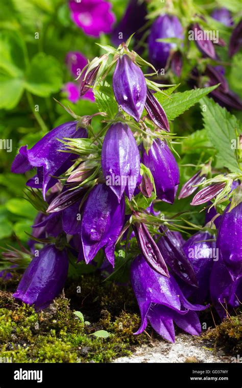 Purple Blue Bell Flowers Of Campanula Sarastro Hang From Tall Stems