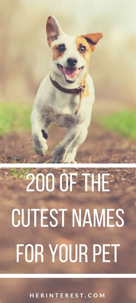 200 Of The Cutest Names For Your Pet Cute Pet Names Cute Names Pets