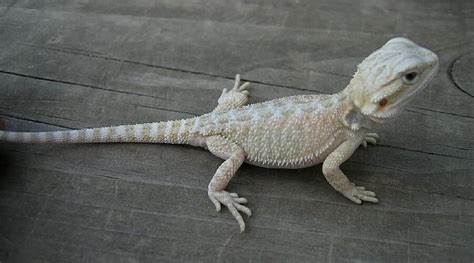 White Bearded Dragons Reptile Forums Bearded Dragon