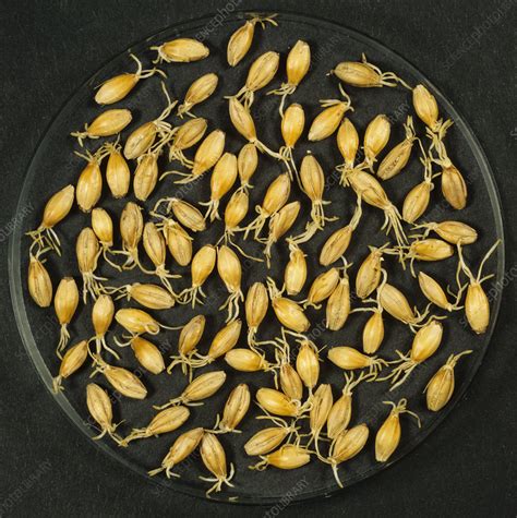 Barley Malting Process Drying Germinated Seeds Stock Image E770