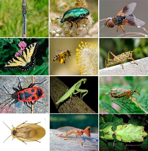 Episode 99 Evolution Of Insects Common Descent