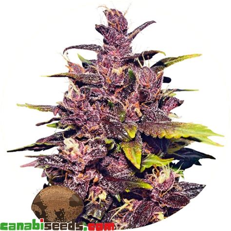 Auto Dark Purple Delicious Seeds
