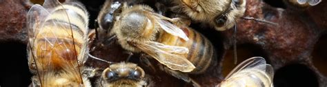 Honey Bee Lab Uf Ifas Entomology And Nematology Department