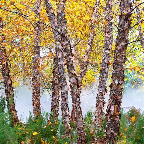 Heritage River Birch Trees For Sale