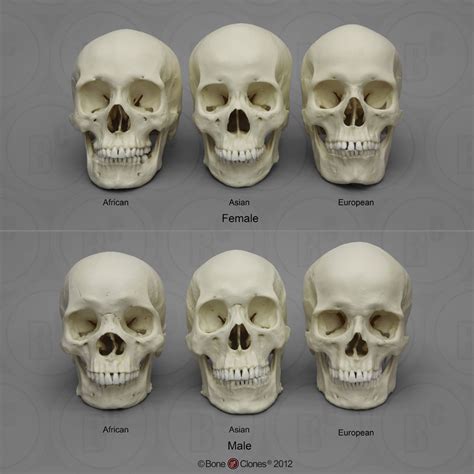 Human Male And Female Skulls African Asian And European Bone Clones Inc Osteological