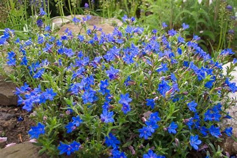 Blue Flowering Plants Australia How To Do Thing