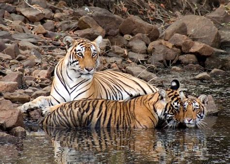 Game Drives In Ranthambhore India Audley Travel