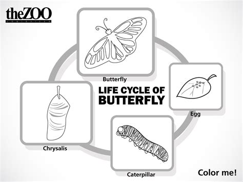 22 Butterfly Life Cycle Coloring Page Free Coloring Pages