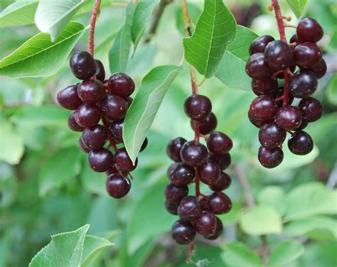 Chokecherry Poisoning In Horses