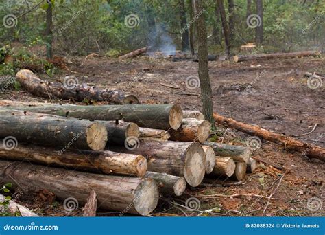 Pine Stump Result Of Tree Felling Total Deforestation Cut Forest