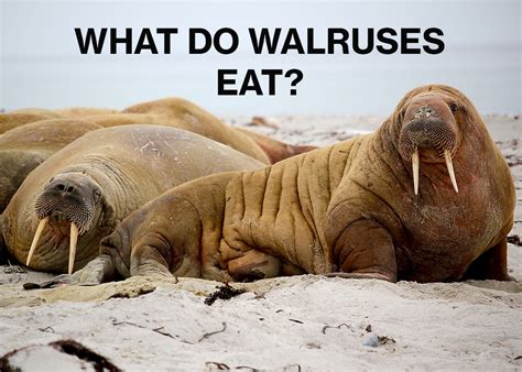 What Do Walruses Eat Arcticlook