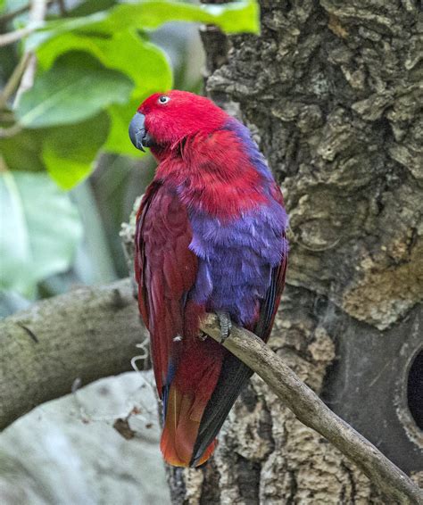 Pictures And Information On Eclectus Parrot