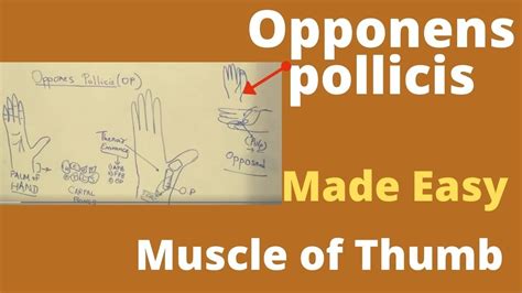 Opponens Pollicis Thenar Eminence Muscles Of The Thumb Muscles Of