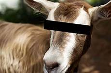 goat sex having man animals