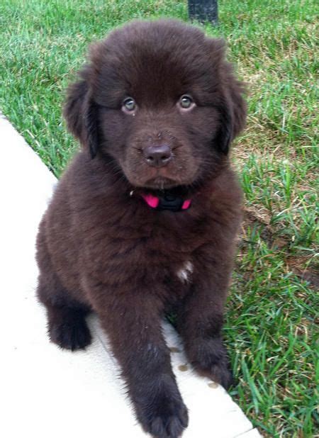 87 Best Images About On Pinterest Puppys I Want And
