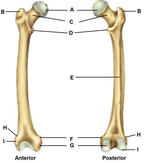 Long bone structure diagram and definitions flashcards quizlet. Femur - Dani's Anatomy Portfolio