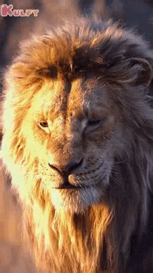 Lion Roar Gif Lion Roar Discover Share Gifs Images