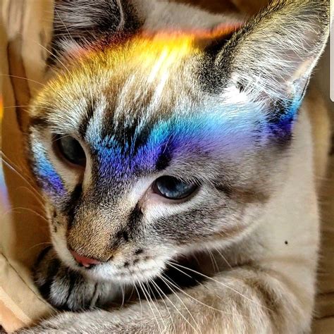 Rainbow Kitten Pics