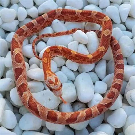 45 Cool Corn Snake Morphs With Pictures