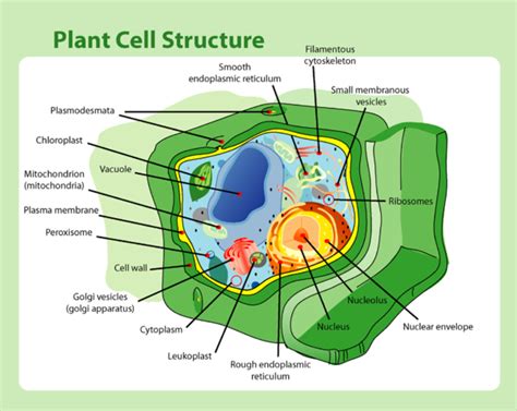 Click on each image (source: Difference Between Plant and Animal Cells