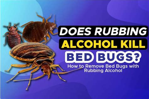 Does Rubbing Alcohol Kill Bed Bugs How To Remove Bed Bugs With Rubbing