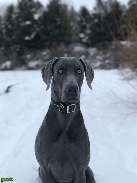 Computed by lexichem 2.6.6 (pubchem release 2019.06.18). Stud Dog - 2 Year Old Blue Weim - Breed Your Dog